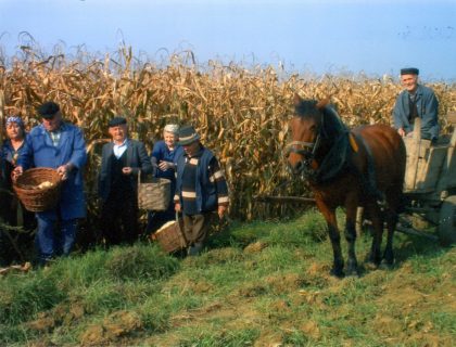 Branje kukuruza na Brezicima za perušalo 2005.